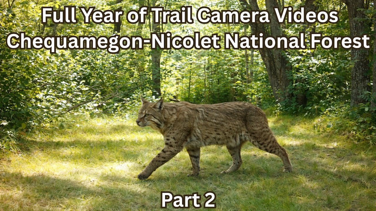 Untamed Northwoods: 12 Months of Trail-Cam Wildlife (Part 2)