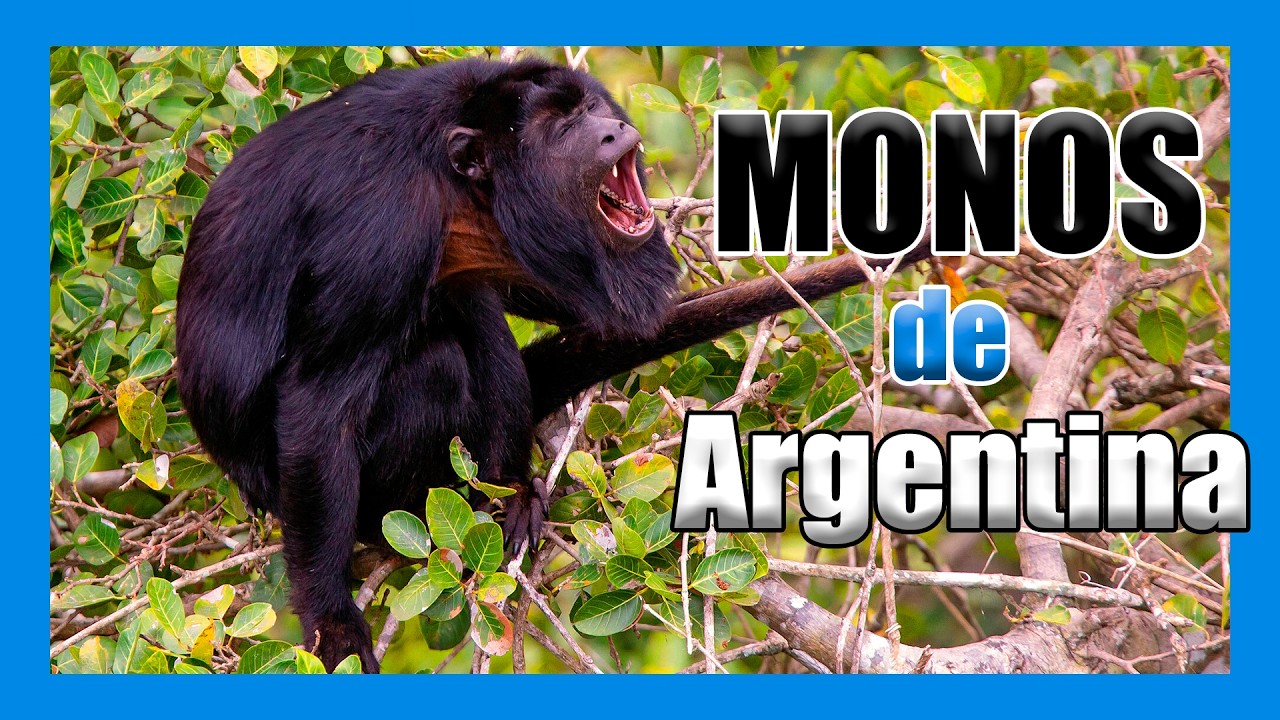 ¿Sabías que hay MONOS salvajes en Argentina? 🦧