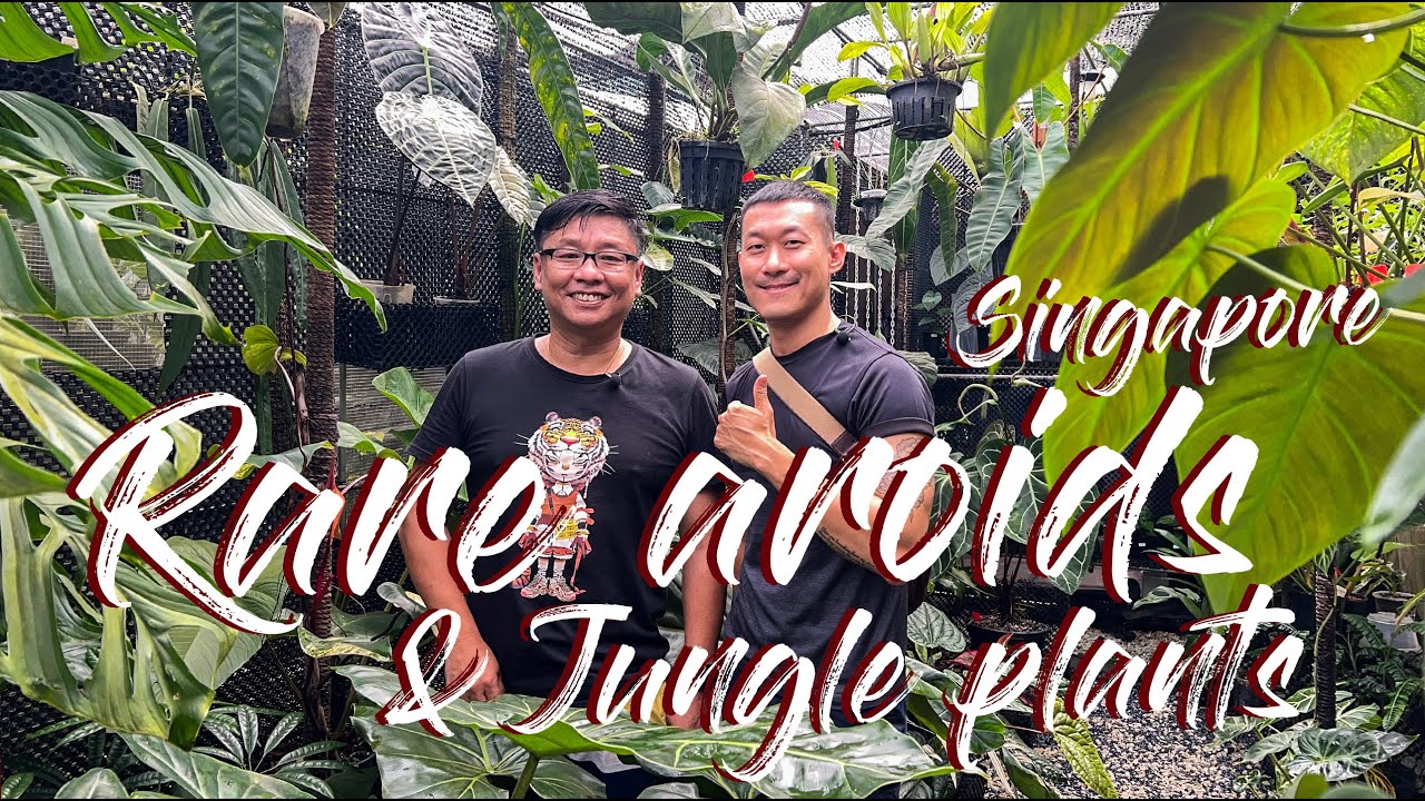 Discover A HIDDEN Plant Community in Singapore - RARE Aroids And Jungle Plants @blacksun.botanist