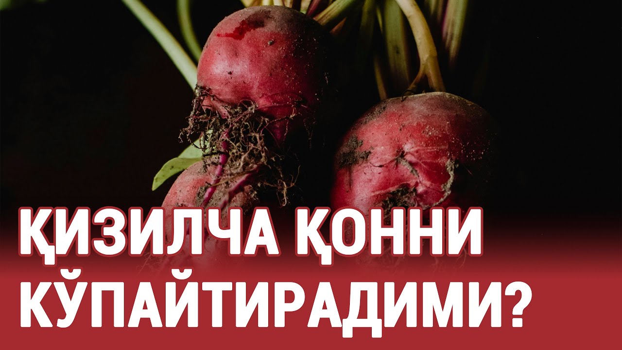 Қизилча қонни кўпайтирадими? #doctorYakubjonov