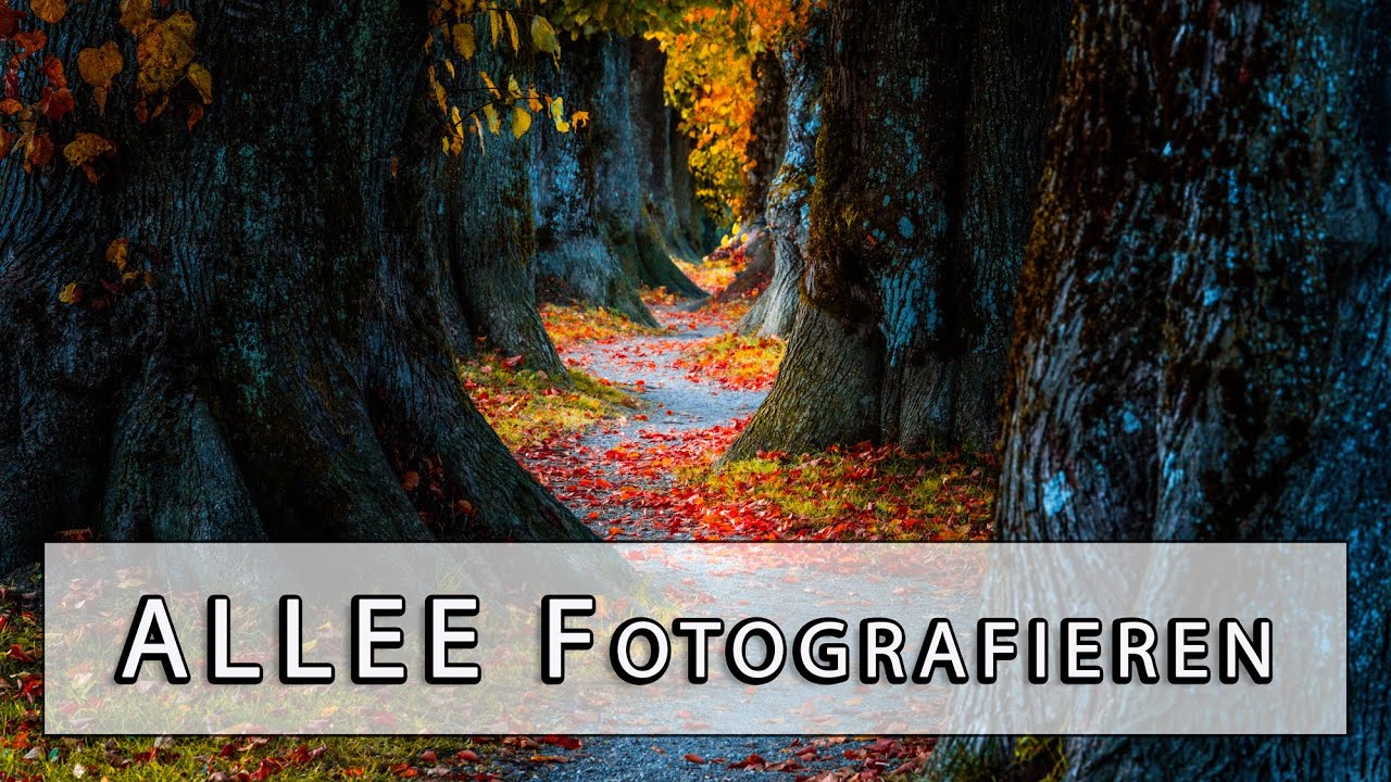 Allee Fotografieren lernen Tipps und Tricks mit Weitwinkel oder Teleobjektiv?