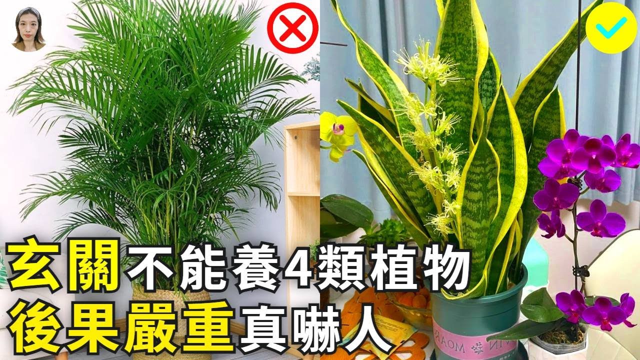 玄關不能養4類花，後果嚴重很嚇人，很多人家裏都有！|花花世界