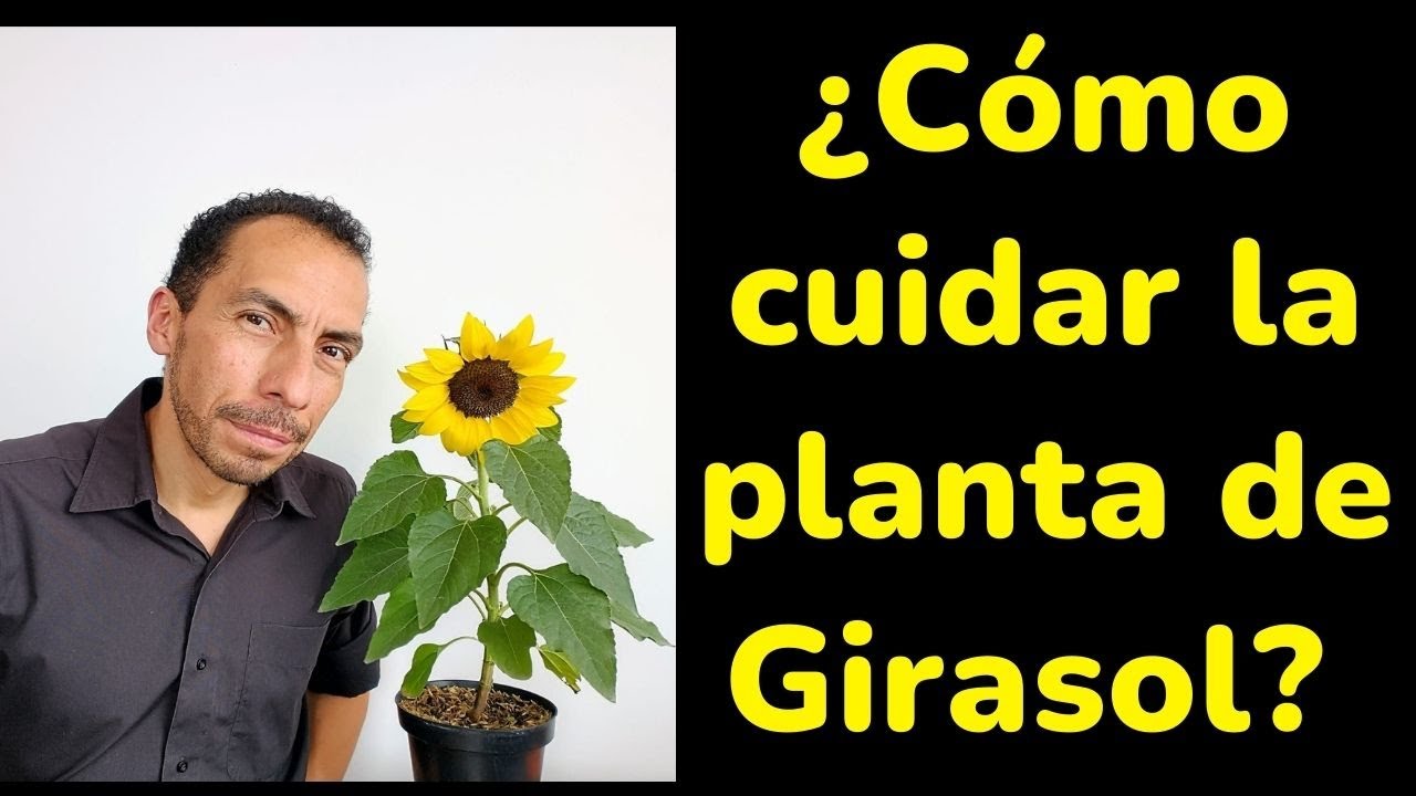 ¿Cómo cuidar la planta de GIRASOL? 5 Consejos útiles