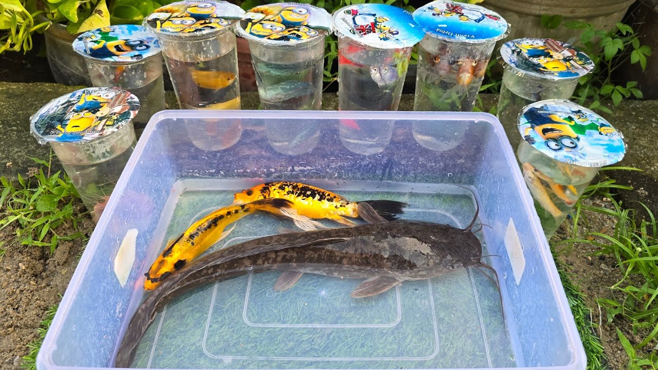 Unboxing Telur Ikan Cupang Hias, Ikan Koki, Lele Bule, Ikan Hias, Ikan Koi, Anak Belut, Ikan Kaviat