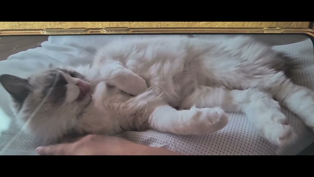 너무 귀여운 냥이♡