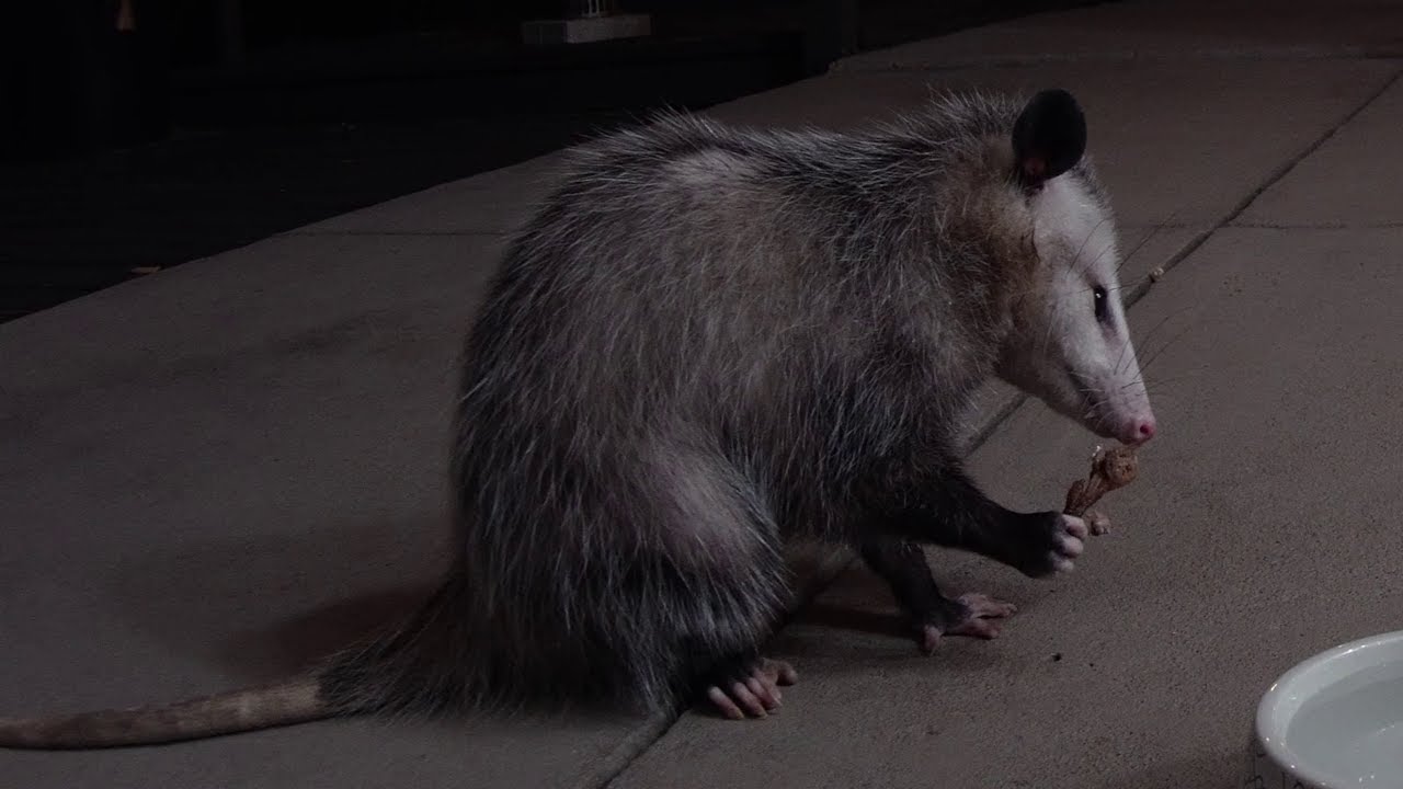 Possums Eat Fried Quail