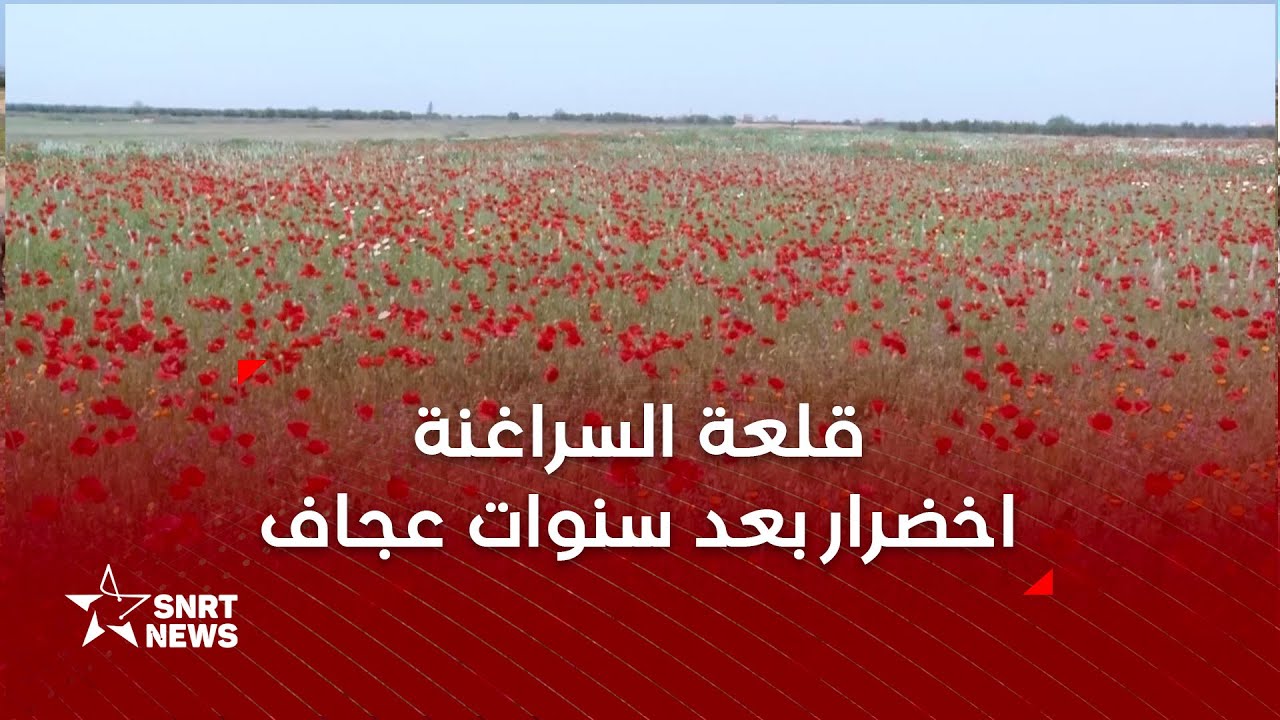 قلعة السراغنة .. حقول مزهرة وعودة الماشية إلى الرعي