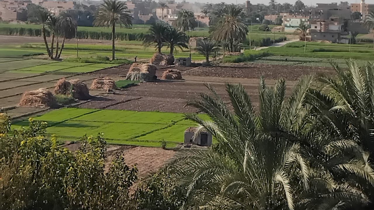 صوت🐦 🐦العصافير 🐦 🐦 وجمال الطبيعة فى #حياة_القرية وجمال #الريف_المصرى 