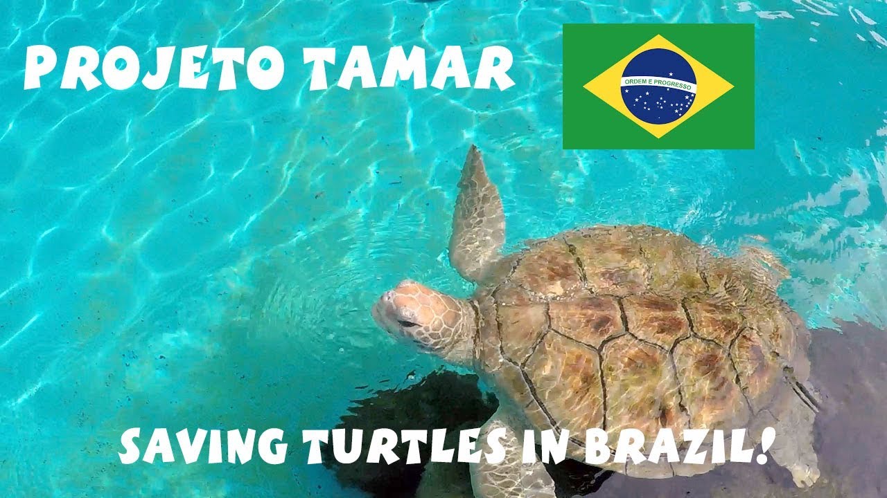 Sea Turtle Rehabilitation at Projeto Tamar in Brazil! (Turtle saved)