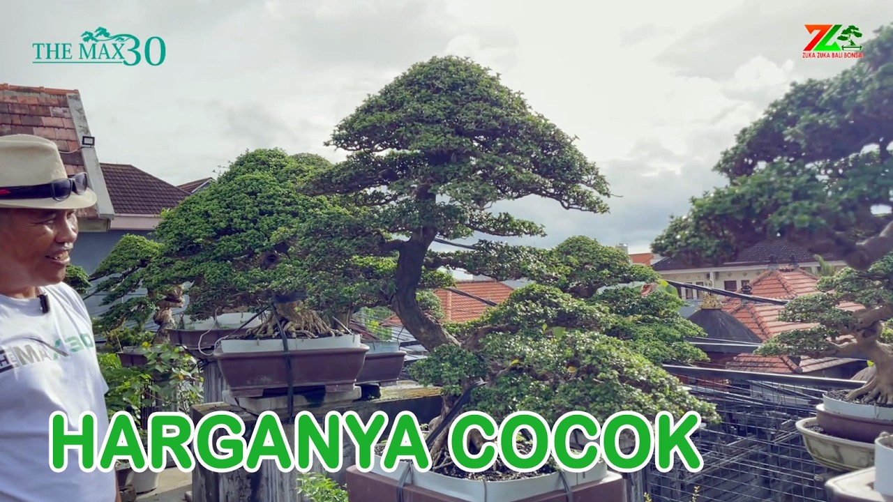 HARGA BONSAI DISINI BIKIN MELONGO PARA PENONTON