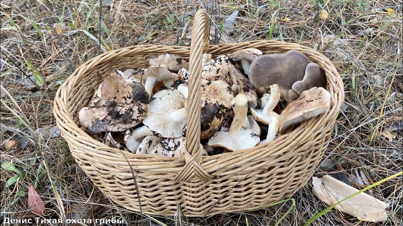 Тополёвая рядовка и коллибия масляная в осиннике