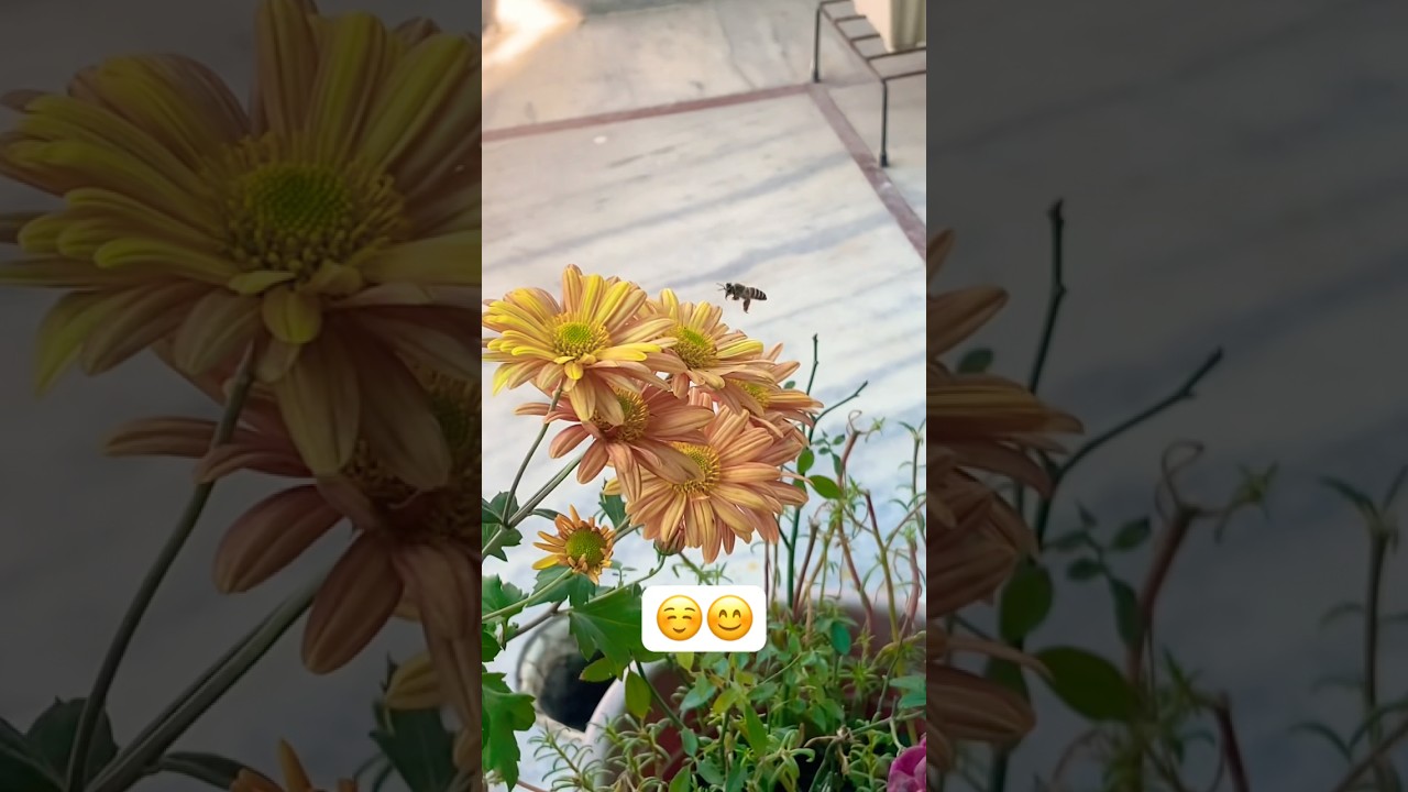 Little Honey bee 🐝 😊😉in my garden 🪴