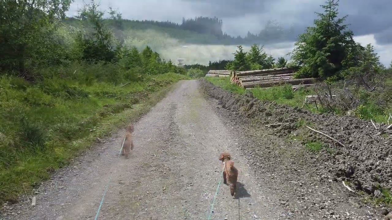 (Film 31)  Rundweg von Rehsiepen zur Esenbeck