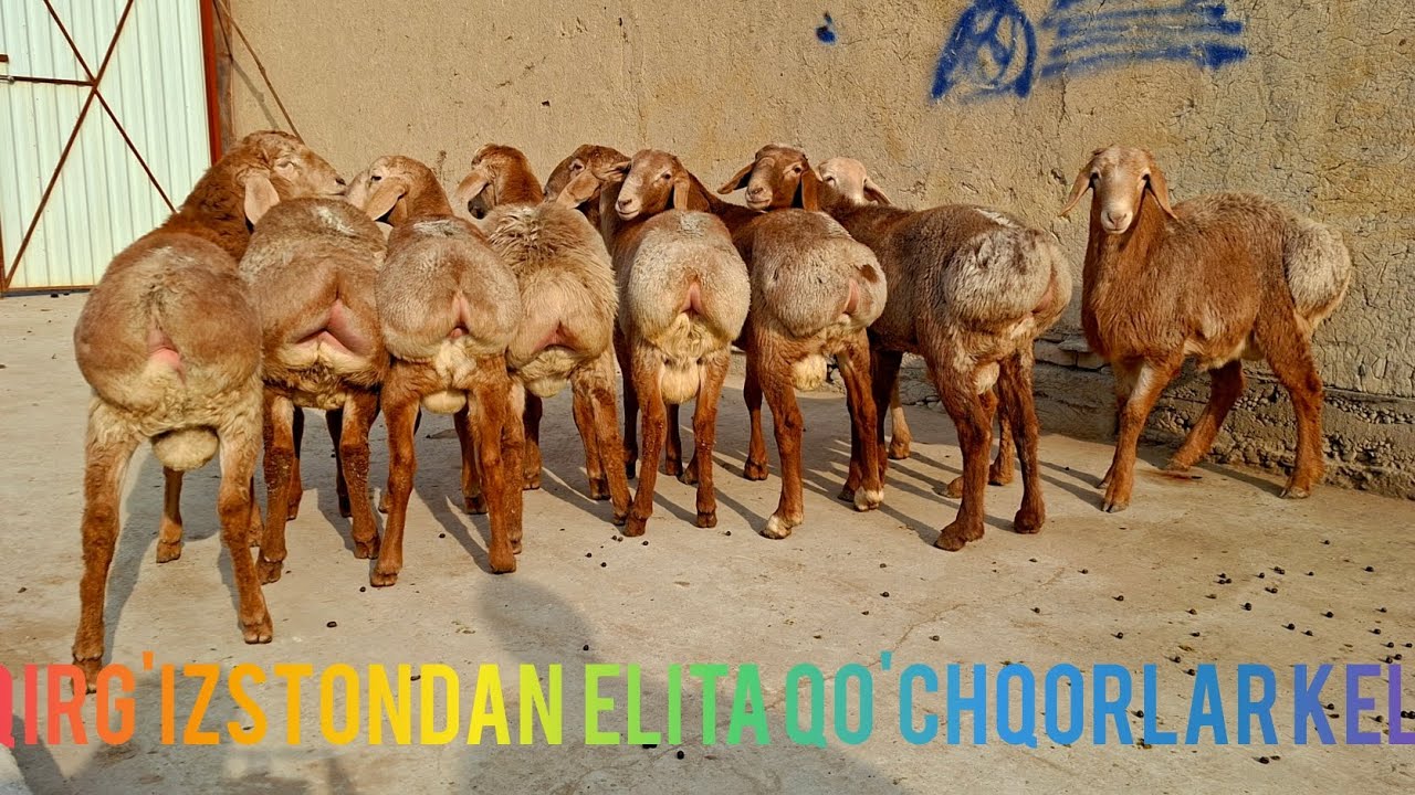 MO'XRIDINDAN ZOT VA GO'SHTGA QOCHQORLAR SHOSHILING.