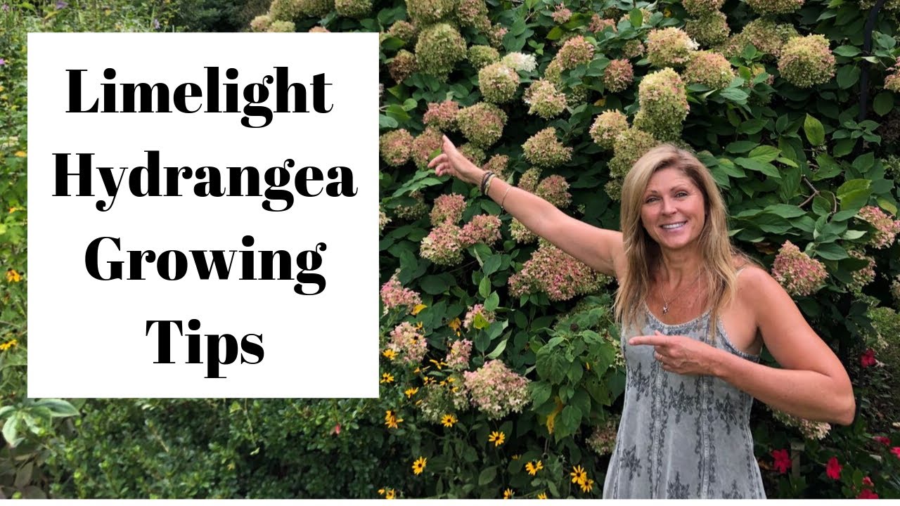 Limelight hydrangeas tips | Growing limelight hydrangea