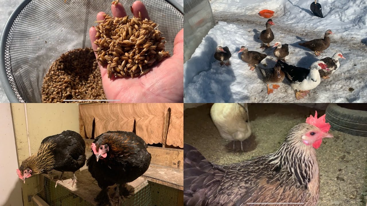 Как курочка🧐Гнёзда для индоуток почти доделали🦆Все на прогулке загорают😃🐓🐔🦆