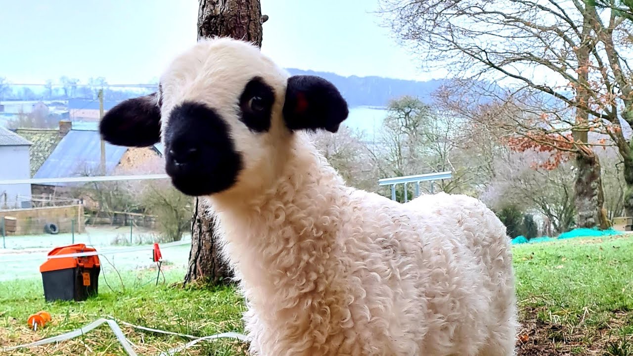 Naissance d'un agneau en plein air