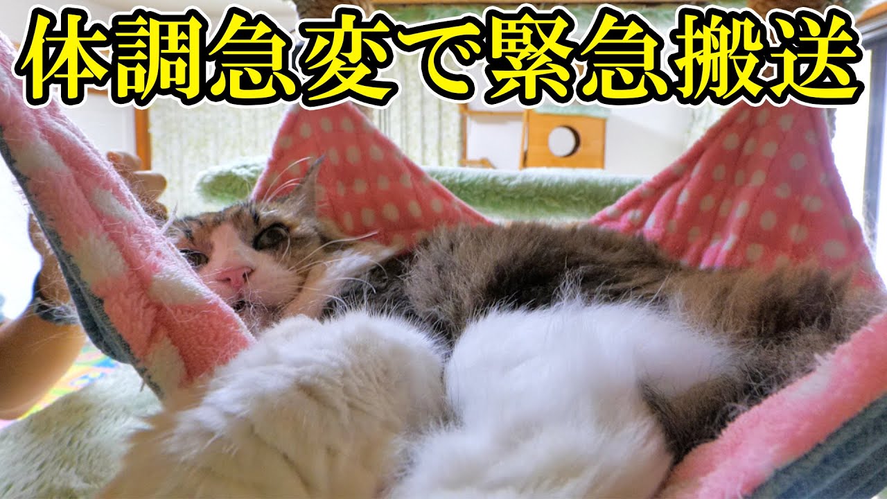ボス吉が急に過呼吸になってぐったりしてしまい、動物病院に緊急搬送しました。