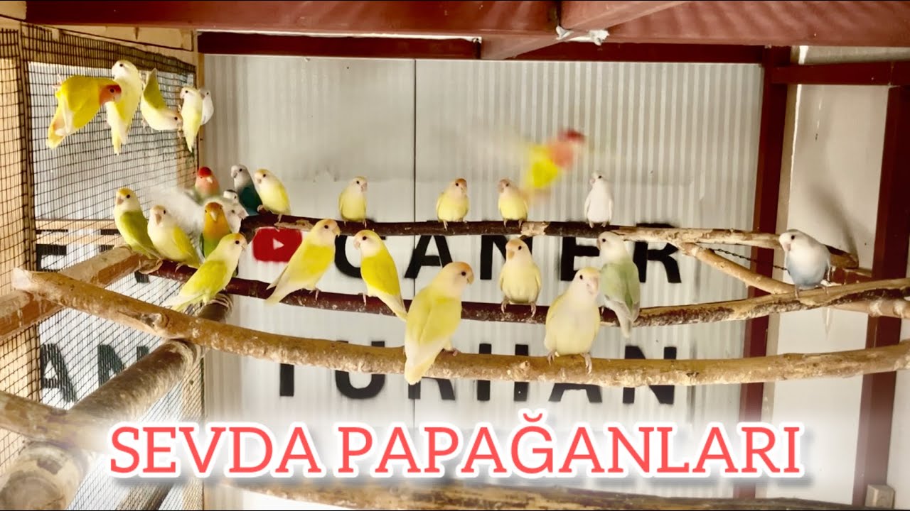 SEVDA PAPAĞANLARI SALMA KAFES #sevdapapağanı #cennetpapağanı #lovebird #lovebirds #parrot #parrots 