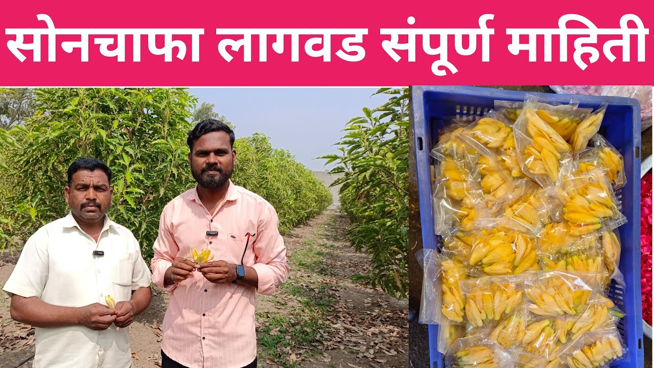 सोनचाफा लागवड कशी करावी ? संपूर्ण माहिती व्हिडिओ नक्की पहा/ सोनचाफा मार्केट आणि विक्री