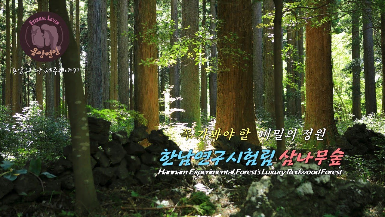 아름다운 제주 -꼭 가봐야 할 비밀의 정원, 한남연구시험림 삼나무숲/Hannam Experimental Forest's Luxury Redwood Forest/사려니오름 가는 길-