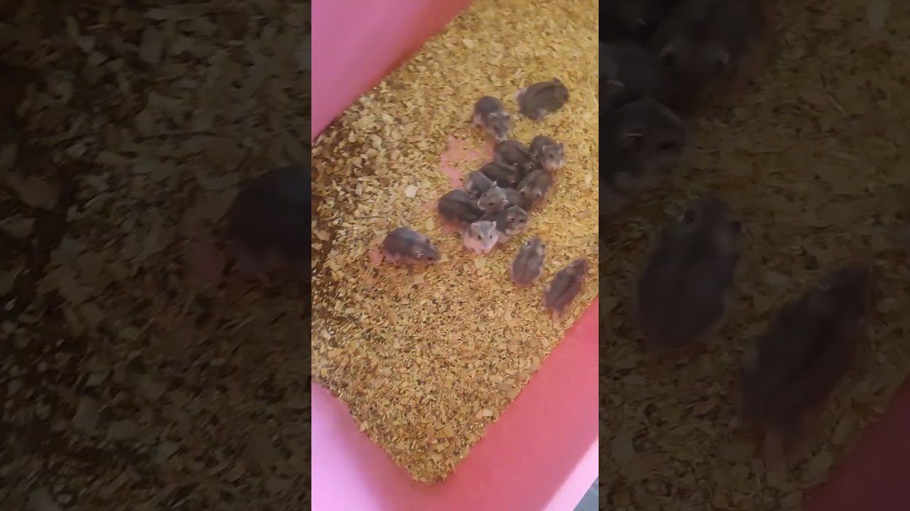 Tutorial for Colony hamsters setting 