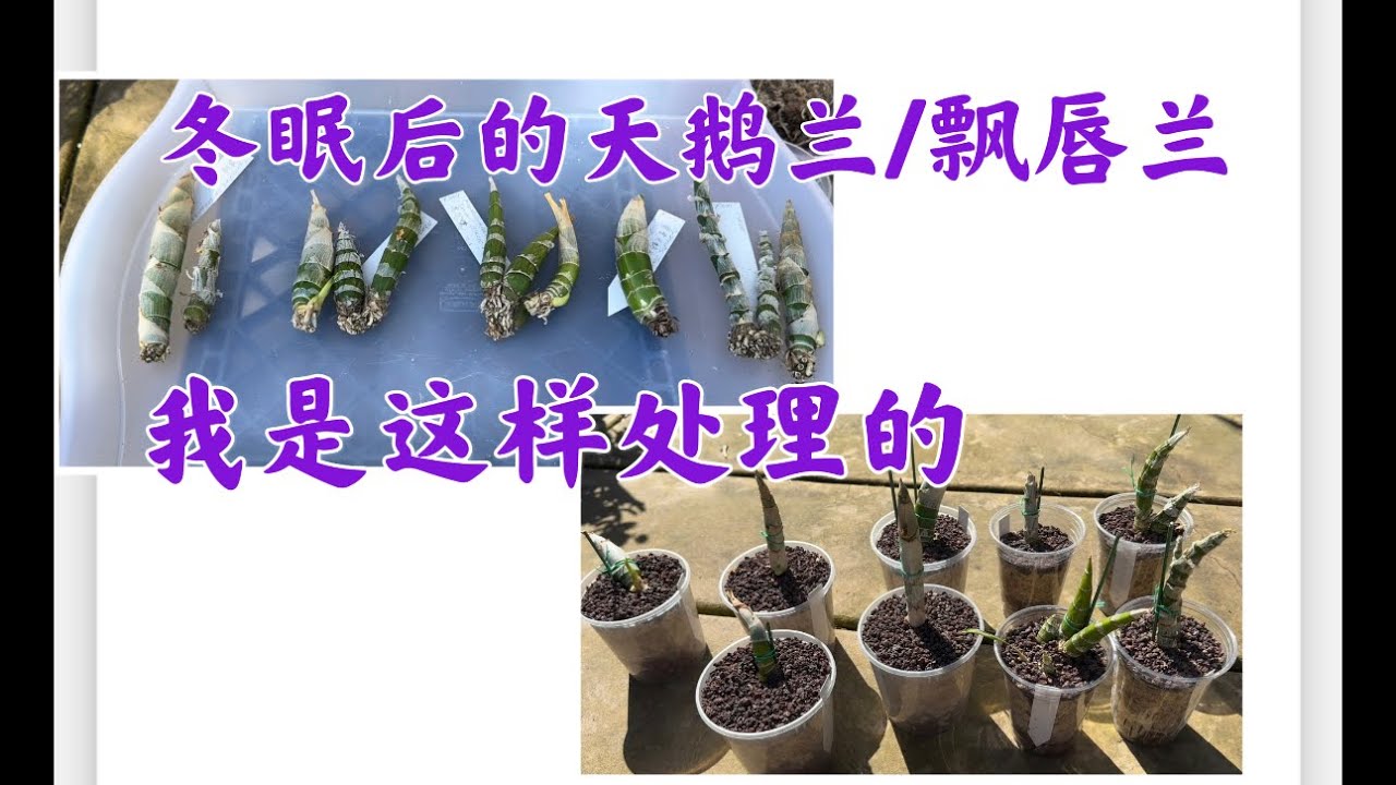 03/18/2023 天鹅兰/飘唇兰 冬眠后从修根，上盆到养护，全面解析分享Cycnoches Care and Reporting After Dormancy