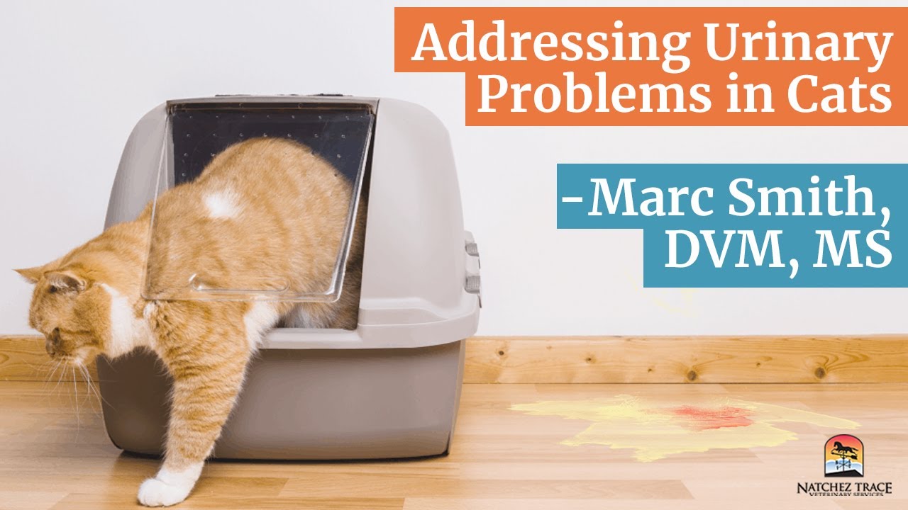 Helping Your Cat with Urinary Issues - It's All About Prevention and Care