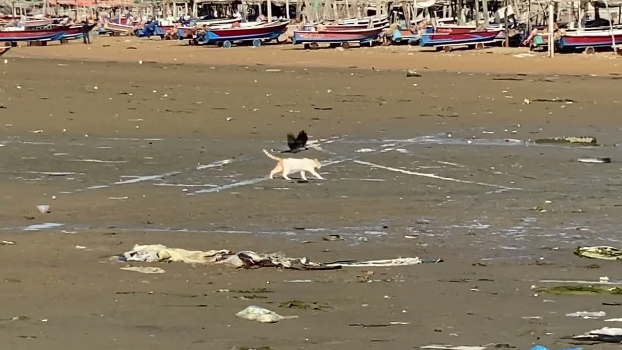 Pure Peace in Chabahar | Seagulls, Boats & a Hungry Cat/
