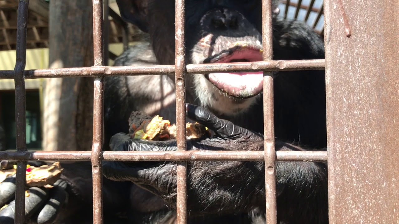 Negra chimpanzee's birthday waffle breakfast!