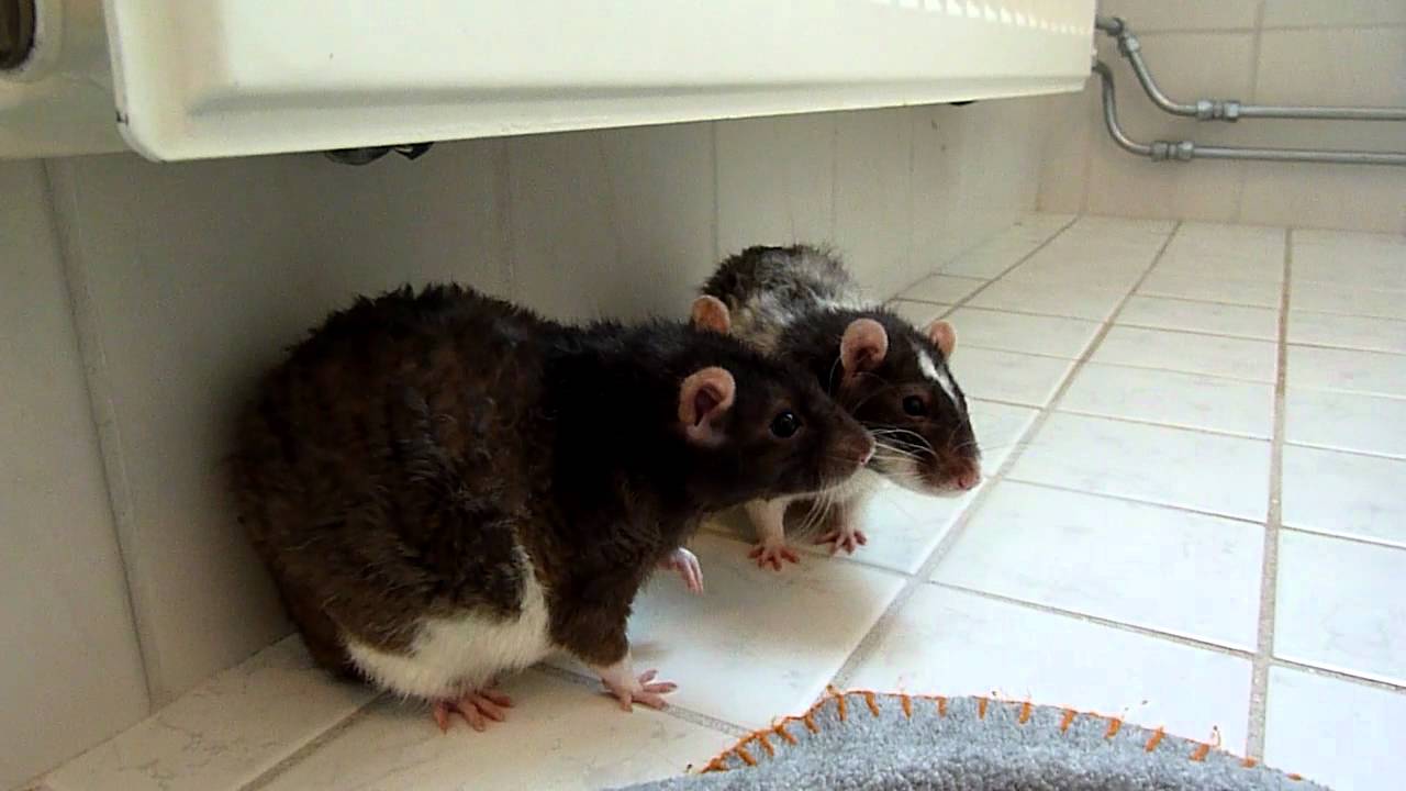 Bekymmer med introducering av ett&aring;riga r&aring;ttbr&ouml;der