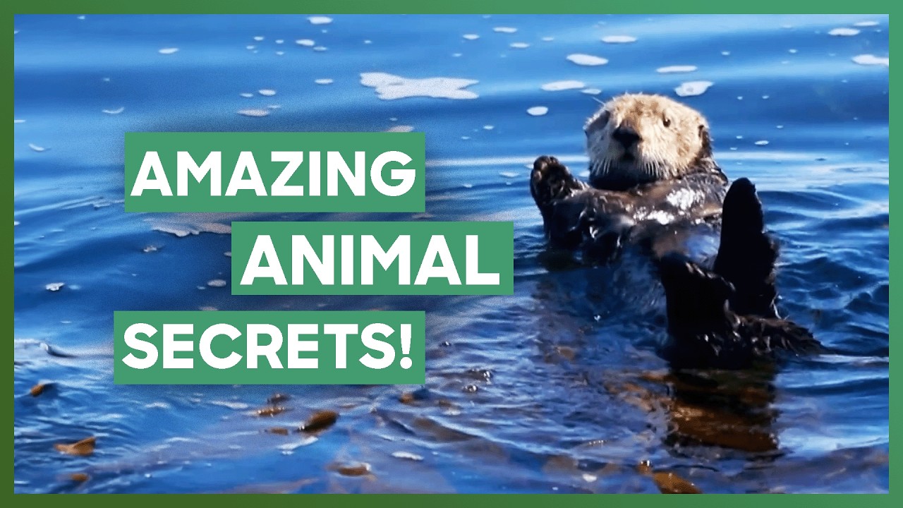 Amazing Animal Secrets: Can Otters Really Juggle? | How Do Animals Do That? | Love Animals