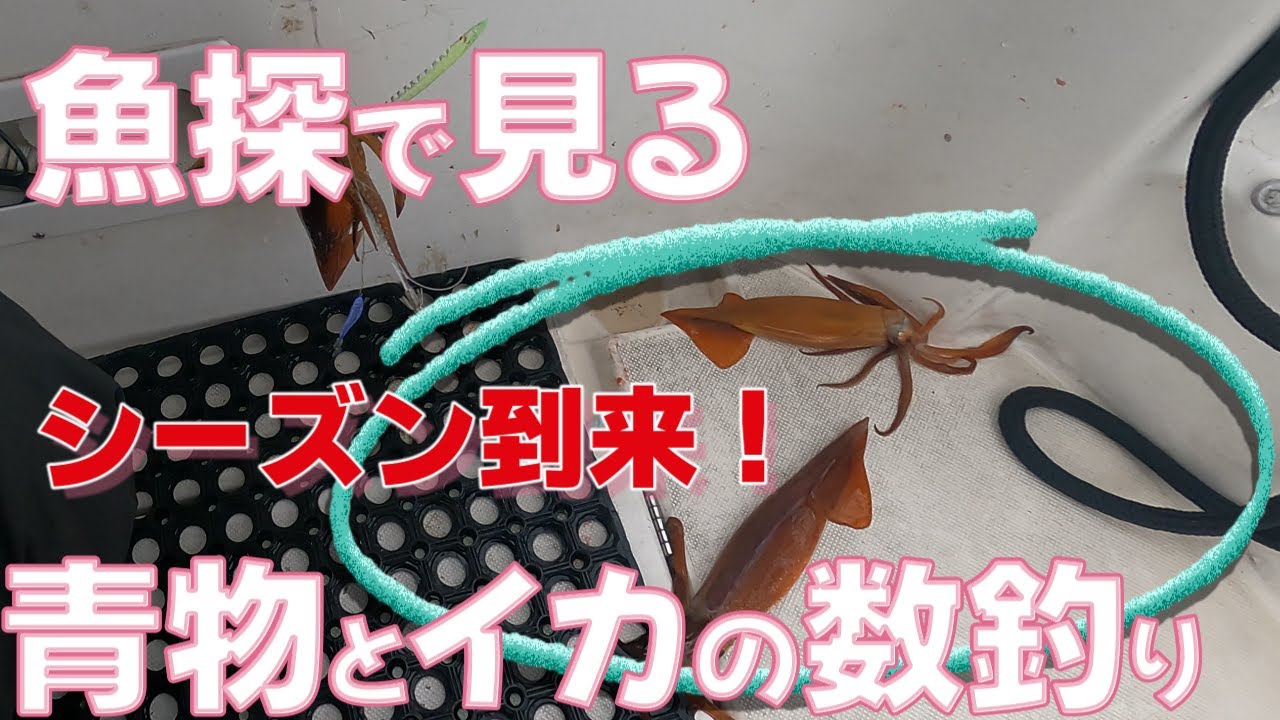 【魚探で見る】青物のちイカの数釣り【富山湾西部】