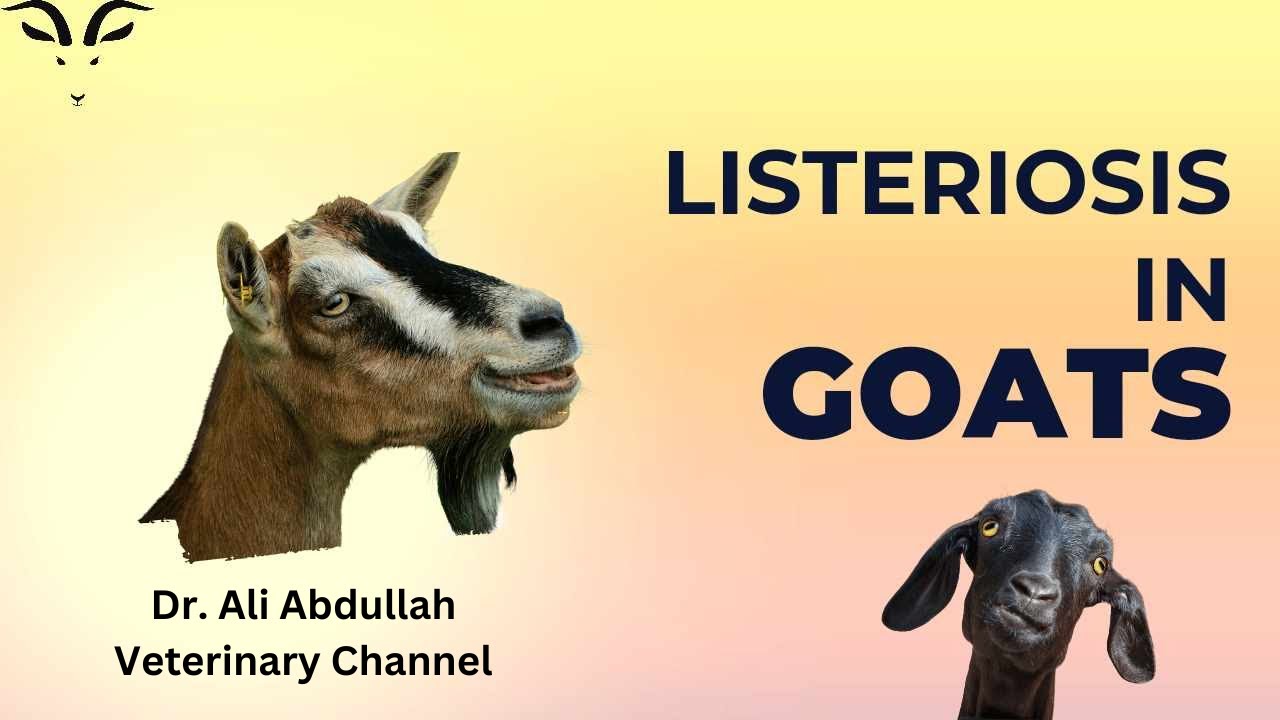 Small Ruminant Medicine: Clinical Case Of Listeriosis In A Goat
