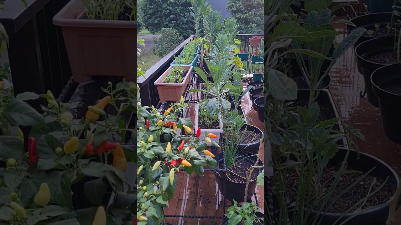 Kebun Balkon #berkebundirumah #sayuranorganik #cabeorganik#kebunorganikmamaaisyah