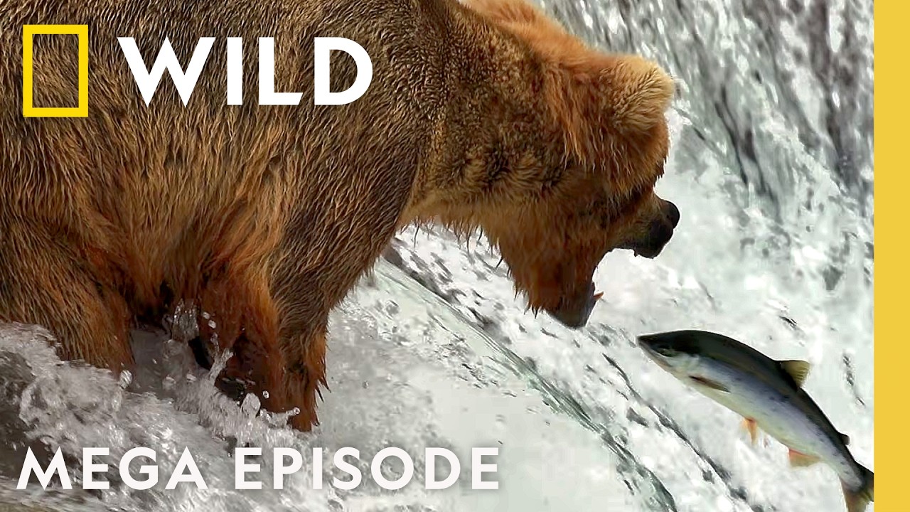 Bears in the Wild: Power, Speed & Survival | MEGA Episode | Nat Geo Animals
