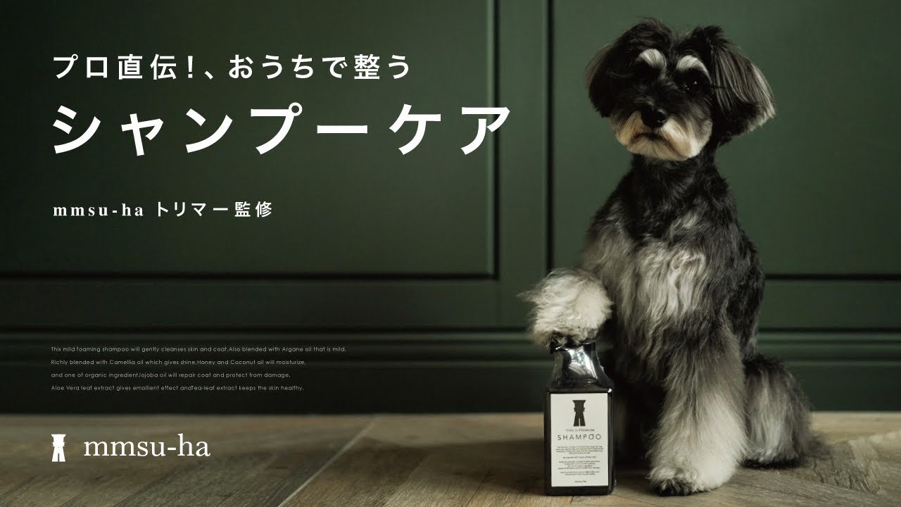 【ミニチュアシュナウザーをお家のお風呂でシャンプーする方法】/mmsu-ha
