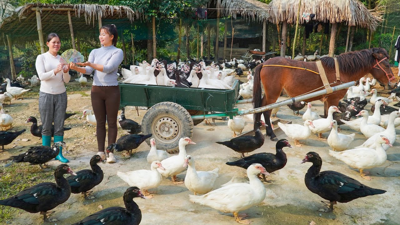 Buy Many Geese From The Farmer -- Use Horse Drawn Cart Transport Geese Goes To Sell