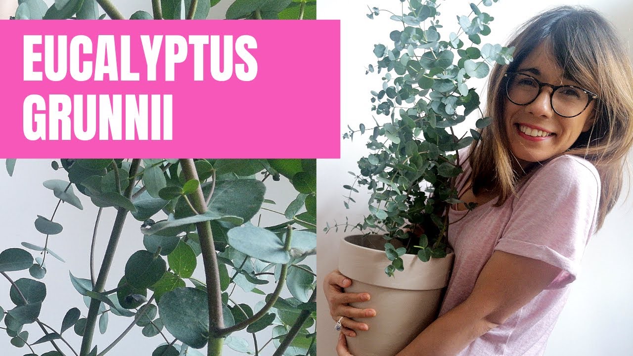 Eucalyptus plant care - Eucalyptus Gunnii Azura