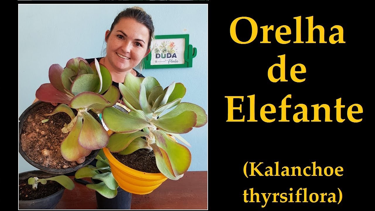 Orelha de Elefante Suculenta