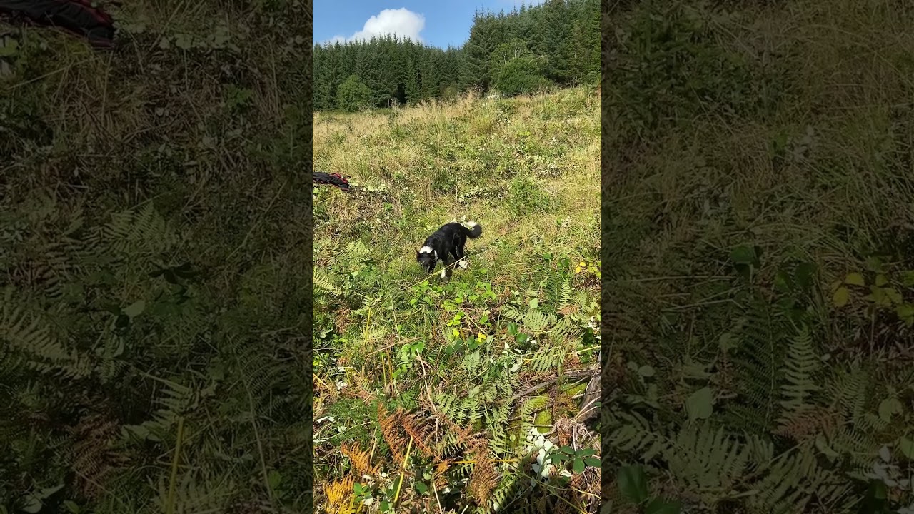 Border Collie explores a forestry site
