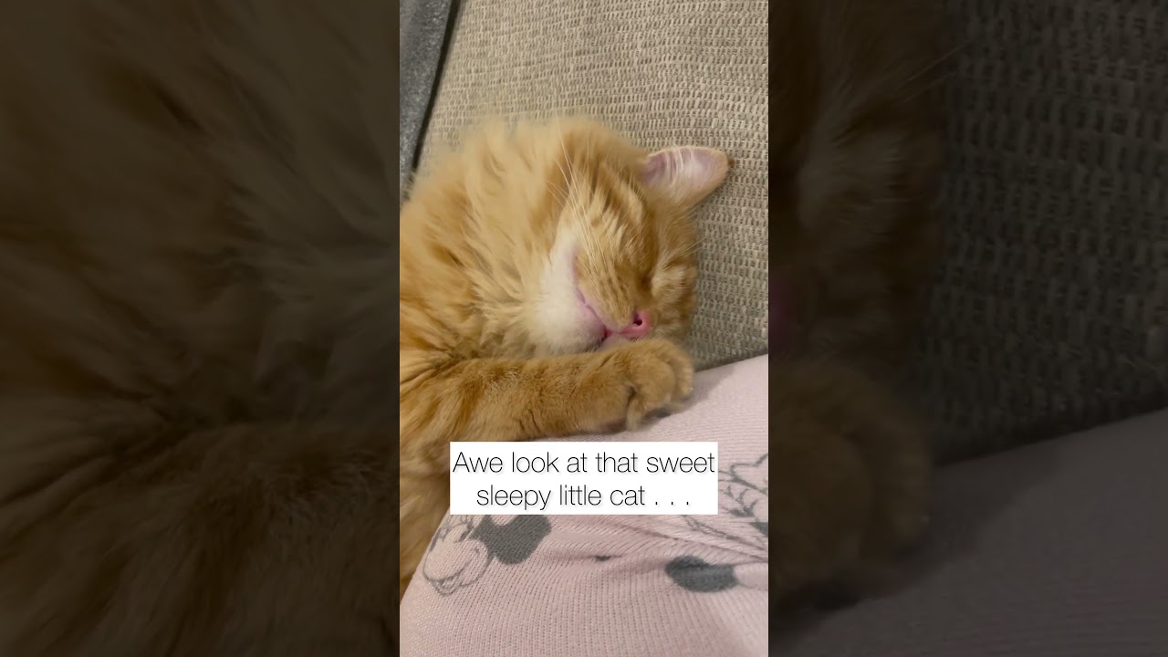 My sweet sleeping cat❤️#cat #cats #catvideo #sleepingcat #sweetcats # #naptime #mrpickles
