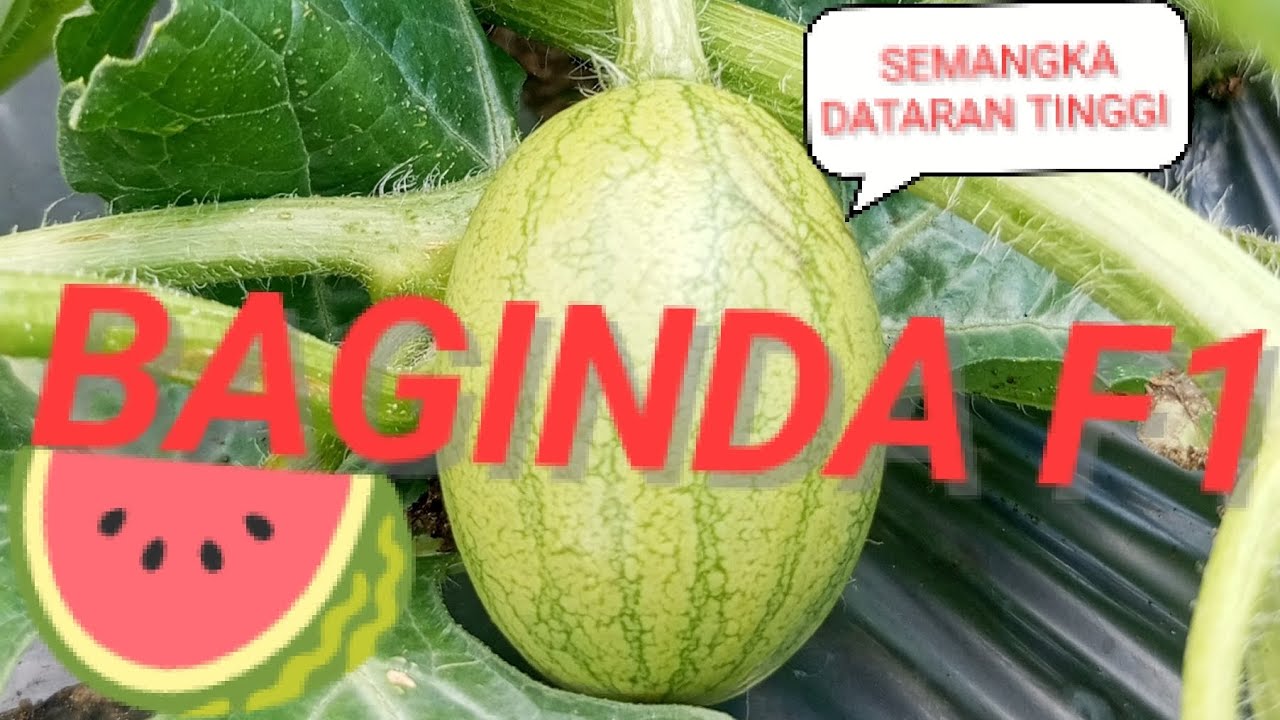 Tanam Semangka 🍉 BAGINDA F1 Dataran Tinggi #liwa #LampungBarat