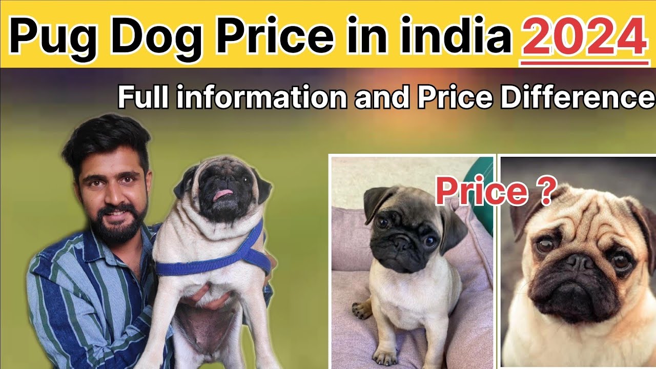 Pug Dog Price in india 2024 | Pug Dog Full information | pug dog price | pug dog breed | priceofpug