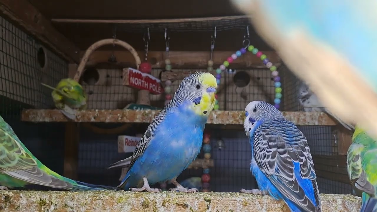 Parrot Behavior Moments
