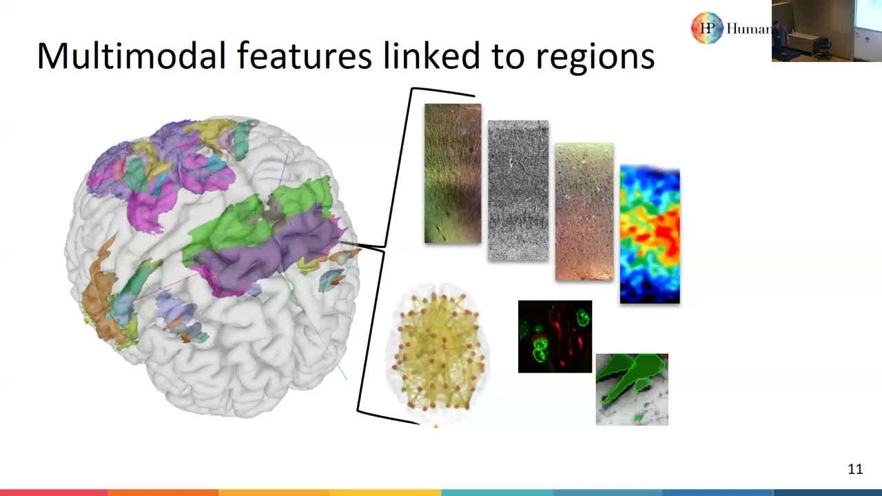 Sebastian Bludau - Using the atlas to analyse the brain