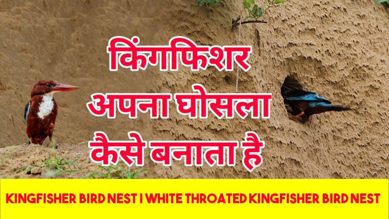 किंगफिशर अपना घोसला कैसे बनाता है | kingfisher bird nest | White Throated kingfisher Bird Nest
