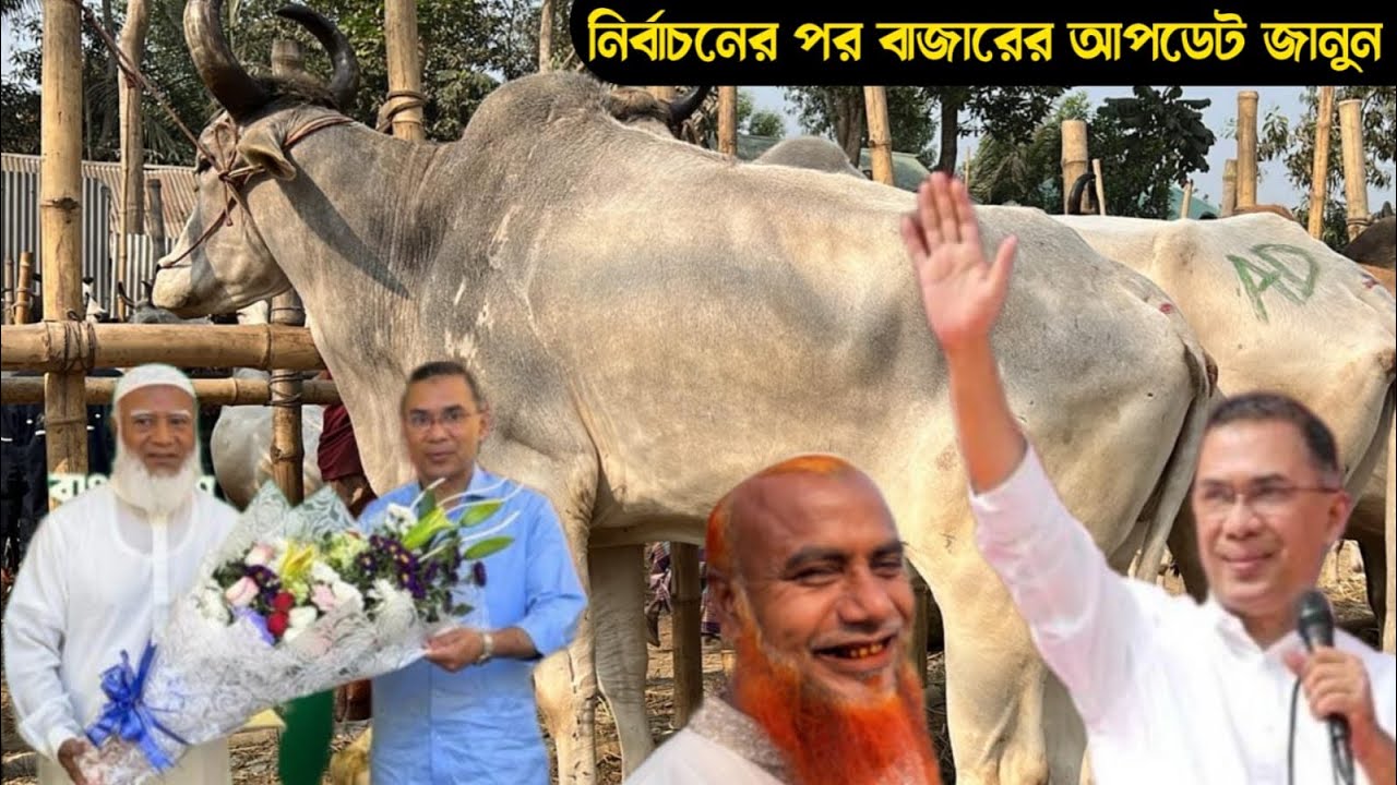 নির্বাচনের পরর্বতীতে কুমিল্লা ঘাড়মোড়া বাজার থেকে বলদ গরুর দাম জানুন। ২০২৬ কোরবানি বলদ গরু । 