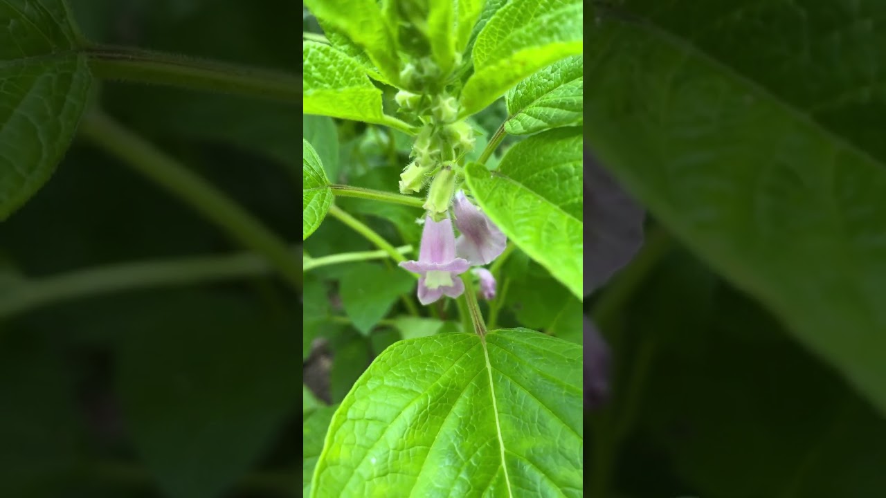 Black Sesame Flowers
