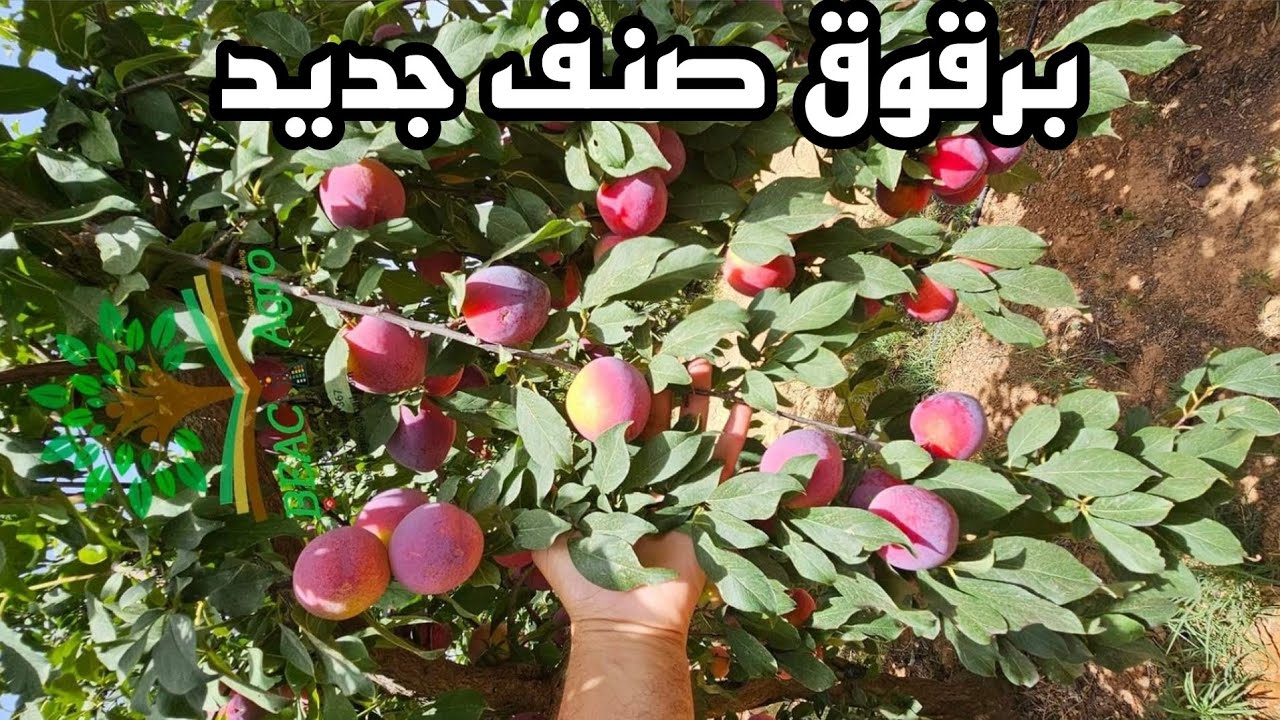 صنف برقوق جديد من الأصناف التي أثبتت طعمها المميز